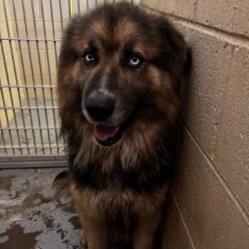 (CCSO) Elvis -  Alaskan Malamute Dog for Adoption in Douglas, Arizona - (CCSO) Elvis | PetCurious