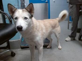 PETER -  Husky and Mixed Breed Dog for Adoption in Albuquerque, New Mexico - PETER | PetCurious