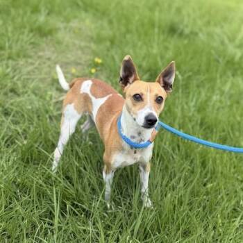 Egg -  Basenji Dog for Adoption in Carencro, Louisiana - Egg | PetCurious