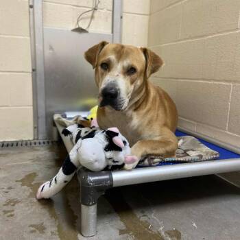 Labrador Retriever Dogs Available for Adoption - Geronimo | PetCurious