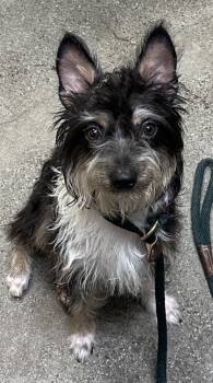 Rescue Terrier and Mixed Breed Dogs for Adoption in Honolulu, Hawaii - Kamakapili | PetCurious