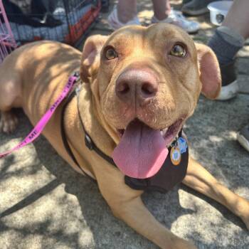 Josie -  American Bully and Labrador Retriever Dog for Adoption in Lilburn, Georgia - Josie | PetCurious