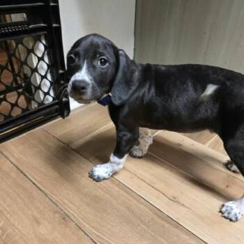 Jimothy -  Pointer and Mixed Breed Dog for Adoption in Jarrettsville, Maryland - Jimothy | PetCurious