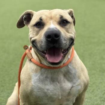 Rescue Pit Bull Terrier Dogs for Adoption in Camarillo, California - FIONA | PetCurious