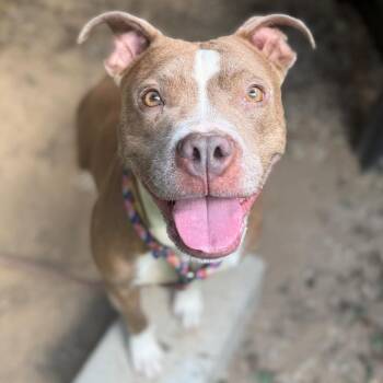 Bestie -  Mixed Breed Dog for Adoption in Asheville, North Carolina - Bestie | PetCurious