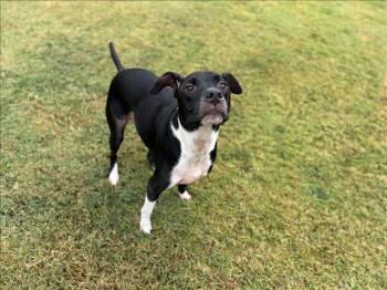 Rescue Labrador Retriever and Mixed Breed Dogs for Adoption in Grovetown, Georgia - BRODY | PetCurious