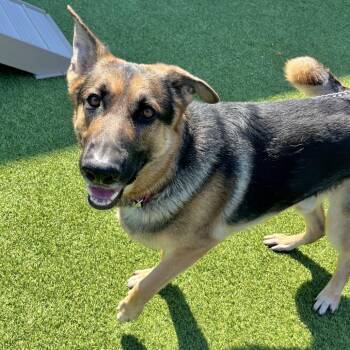 Mixed Breed Dogs Available for Adoption in Pittsburgh, Pennsylvania - Breeze | PetCurious