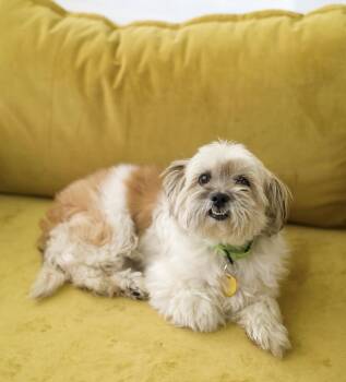 Cherry Pie -  Shih Tzu Dog for Adoption in Pasadena, California - Cherry Pie | PetCurious