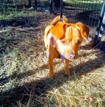 William -  Dachshund and Chihuahua Dog for Adoption in Oroville, Washington - William | PetCurious