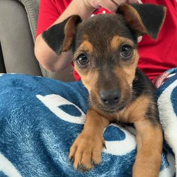 Henry -  Yorkshire Terrier and Dachshund Dog for Adoption in San Antonio, Texas - Henry | PetCurious