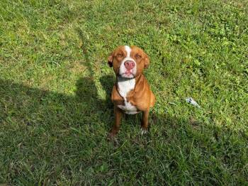 Barney -  Mixed Breed Dog for Adoption in Shelbyville, Tennessee - Barney | PetCurious