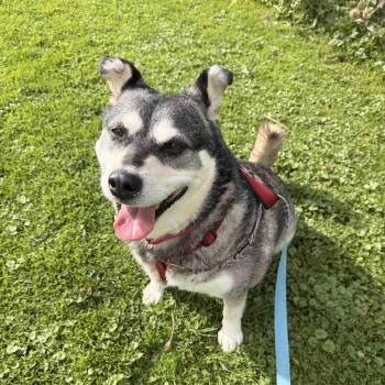 Keeta -  Husky Dog for Adoption in Oakville, Ontario - Keeta | PetCurious