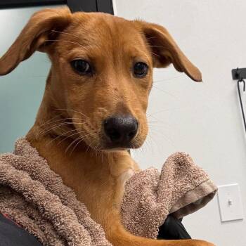 Dolly -  Doberman Pinscher and Labrador Retriever Dog for Adoption in Abilene, Texas - Dolly | PetCurious