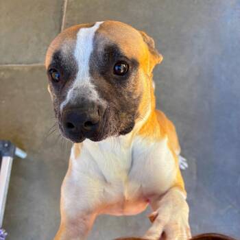 SID -  American Staffordshire Terrier and Boxer Dog for Adoption in Joshua Tree, California - SID | PetCurious