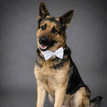 German Shepherd Dog Dogs Available for Adoption in Lucas, Texas - MONTY GS | PetCurious