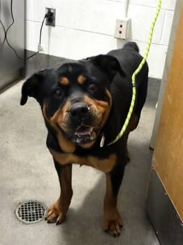 AKELA -  Rottweiler Dog for Adoption - AKELA | PetCurious