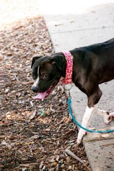Taco -  Mixed Breed Dog for Adoption in Cincinnati, Ohio - Taco | PetCurious