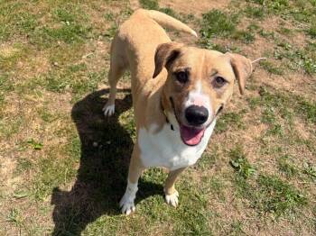 Mixed Breed Dogs Available for Adoption in Gallatin, Tennessee - Goldie | PetCurious