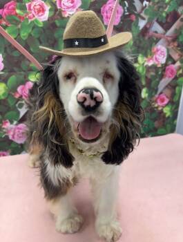 Rescue Cocker Spaniel Dogs for Adoption in Parker, Colorado - Ghost A 25004 | PetCurious