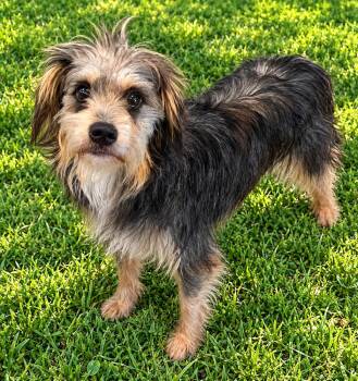 Sweetie Pie -  Silky Terrier and Yorkshire Terrier Dog for Adoption in Bartlesville, Oklahoma - Sweetie Pie | PetCurious