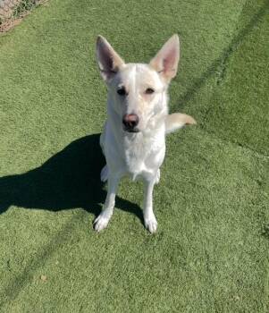 Rescue Husky Dogs for Adoption in Albemarle, North Carolina - Bella | PetCurious