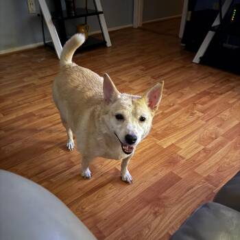 Mixed Breed Dogs Available for Adoption in West Palm Beach, Florida - Gretel | PetCurious