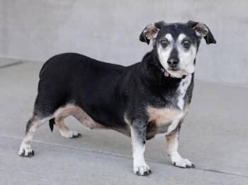 Mixed Breed Dogs Available for Adoption - Duke | PetCurious