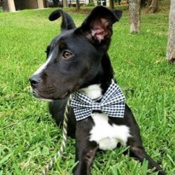Boxer and Terrier Dogs Available for Adoption in Newport, New Hampshire - Stanley | PetCurious