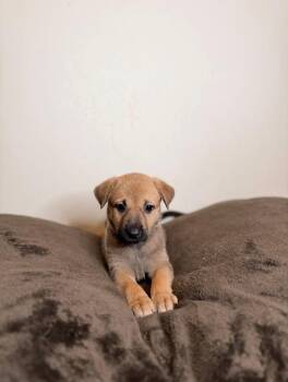 German Shepherd Dog Dogs Available for Adoption in Minneapolis, Minnesota - Little Dipper | PetCurious