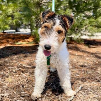 Fox Terrier Dogs Available for Adoption - Wonton | PetCurious