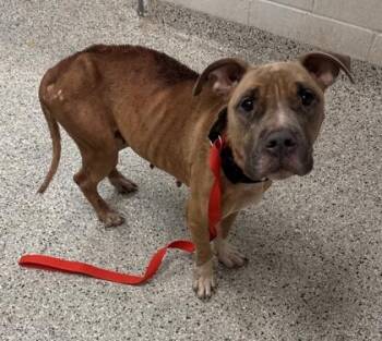 Vera -  Pit Bull Terrier and Mixed Breed Dog for Adoption in Kansas City, Missouri - Vera | PetCurious
