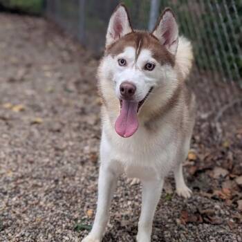Budweiser -  Mixed Breed and Husky Dog for Adoption in West Olive, Michigan - Budweiser | PetCurious