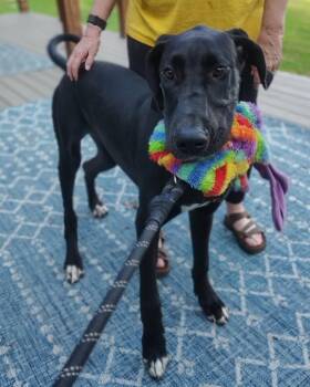 Jane the Dane -  Great Dane Dog for Adoption in Gillsville, Georgia - Jane The Dane | PetCurious