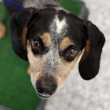 Moose -  Beagle Dog for Adoption in Bryan, Ohio - Moose | PetCurious
