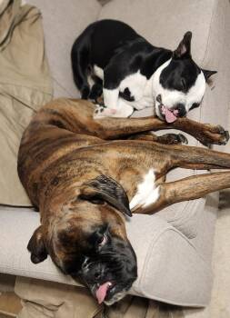 American Bully Dogs Available for Adoption - Remy  | PetCurious