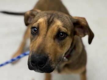 Shepherd Dogs Available for Adoption - Slate | PetCurious