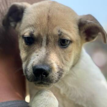 Mixed Breed Dogs Available for Adoption in Hagerstown, Maryland - Apollo | PetCurious