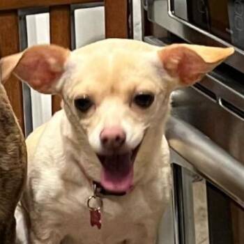 Vayda -  Chihuahua and Cardigan Welsh Corgi Dog for Adoption in Phoenix, Arizona - Vayda | PetCurious