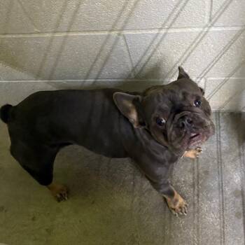 Bea2238 -  French Bulldog Dog for Adoption in San Jacinto, California - Bea2238 | PetCurious