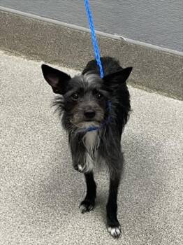 ADOBO -  Terrier Dog for Adoption in Las Vegas, Nevada - ADOBO | PetCurious