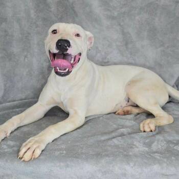 FOSTER NEEDED - Sophie