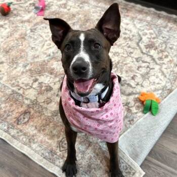 Baby Girl Snuggle Muffin -  Pit Bull Terrier and Labrador Retriever Dog for Adoption in Friendswood, Texas - Baby Girl Snuggle Muffin | PetCurious