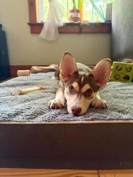 Hudson -  Husky and Dachshund Dog for Adoption in East Greenville, Pennsylvania - Hudson | PetCurious