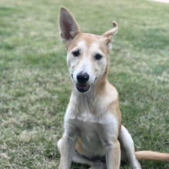 Husky and Shepherd Dogs Available for Adoption - MARGARITA | PetCurious