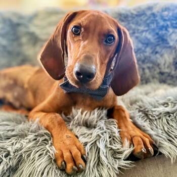 Night Ranger (AL) -  Redbone Coonhound Dog for Adoption - Night Ranger (AL) | PetCurious