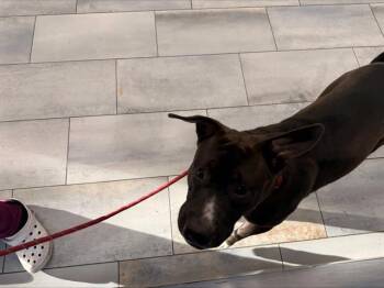 Pit Bull Terrier Dogs Available for Adoption in Charlotte, North Carolina - A1262703 | PetCurious