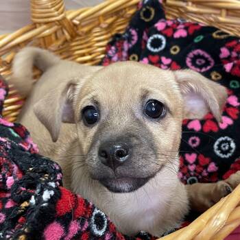 Ellie -  Mixed Breed Dog for Adoption in Lacon, Illinois - Ellie | PetCurious