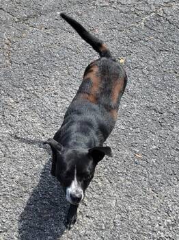 MARCELINE -  American Staffordshire Terrier and Labrador Retriever Dog for Adoption in San Antonio, Texas - MARCELINE | PetCurious