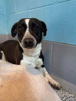 Corgi and Labrador Retriever Dogs Available for Adoption - Cookie | PetCurious