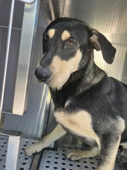SOSA -  Mixed Breed Dog for Adoption in Dallas, Texas - SOSA | PetCurious